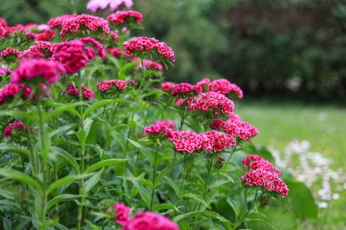 Mor çiçekler, küçük bir botanik bahçesinde yeşil bir sırt çantasıyla çiçek açıyor. Fotoğraf sıcak bulutlu bir günde çekildi..