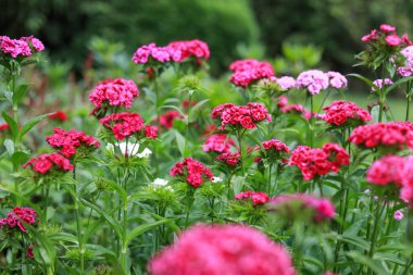 Mor çiçekler, küçük bir botanik bahçesinde yeşil bir sırt çantasıyla çiçek açıyor. Fotoğraf sıcak bulutlu bir günde çekildi..