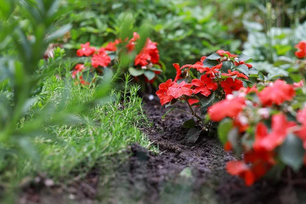 Hermosas Flores Rojas Pequeñas Que Florecen Jardín Foto Tomada Cálido — Foto de Stock