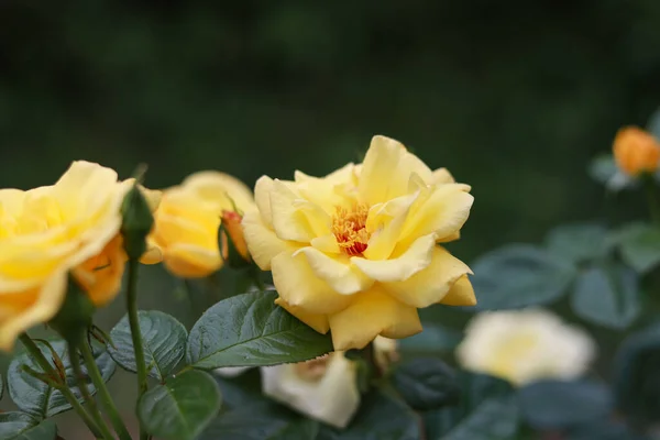 Gyönyörű Kis Rózsa Virágok Virágzik Egy Meleg Nyári Napon Fénykép — Stock Fotó