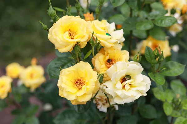 Hermosas Flores Rosas Pequeñas Que Florecen Cálido Día Verano Foto —  Fotos de Stock