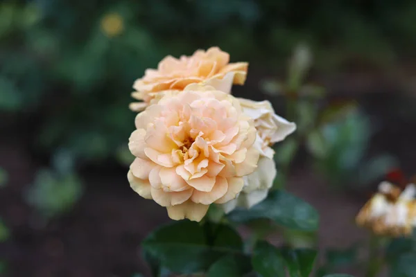 Hermosas Flores Rosas Pequeñas Que Florecen Cálido Día Verano Foto —  Fotos de Stock