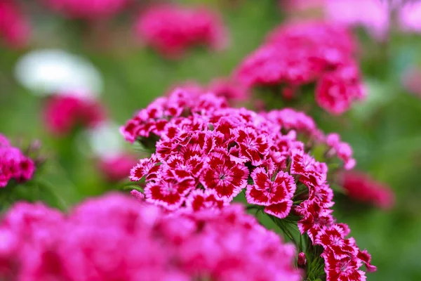 Прекрасні Фіолетові Садові Квіти Цвітуть Фото Зроблене Теплий Літній День — стокове фото