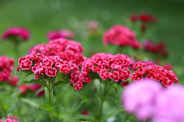 Маленькі Фіолетові Квіти Цвітуть Домашньому Саду Фото Зроблене Теплий Сільський — стокове фото