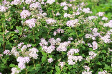 Mor çiçekli çalıların bahçe manzarası. Fotoğraf sıcak bir yaz gününde çekildi..