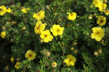 Küçük bir kır bahçesinde açan küçük sarı çiçekler. Fotoğraf sıcak bir yaz gününde çekildi..