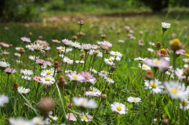 Çiçek açan küçük beyaz çimenler. Fotoğraf sıcak bir yaz gününde çekildi..
