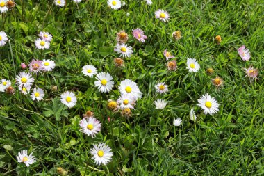 Çiçek açan küçük beyaz çimenler. Fotoğraf sıcak bir yaz gününde çekildi..