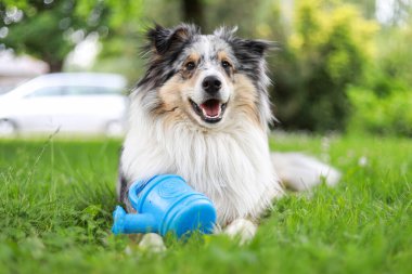 Mavi merle Sheltie köpeği yeşil çimlerin üzerinde yatarken küçük mavi plastik çocuklar sahte sulama kutusu oynuyorlar. Fotoğraf, sıcak bir bulutlu yaz gününde ağaçların altında çekildi..