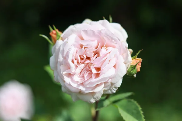 Närbild Foto Rosa Ros Blomma Blommar Foto Tagen Varm Sommardag — Stockfoto