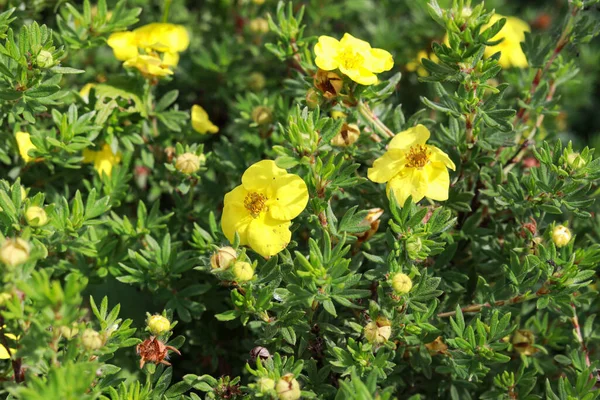 Küçük Bir Kır Bahçesinde Açan Küçük Sarı Çiçekler Fotoğraf Sıcak — Stok fotoğraf