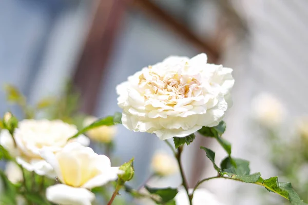 Flores Rosas Brillantes Blancas Foto Tomada Cálido Día Sumemr —  Fotos de Stock
