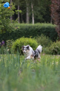 Güzel mavi merle shetland çoban köpeği küçük mavi sulama tenekesi oyuncağıyla bahçede koşuyor. Fotoğraf sıcak bir yaz gününde çekildi..