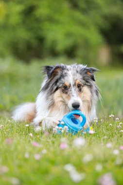 Mavi merle sheltie shetland çoban köpeği çimenlerin üzerinde yatıyor ve küçük çocukları mavi renkte sularken çiğniyor. Fotoğraf sıcak bir yaz gününde çekildi..
