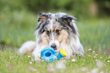 Mavi merle sheltie shetland çoban köpeği çimenlerin üzerinde yatıyor ve küçük çocukları mavi renkte sularken çiğniyor. Fotoğraf sıcak bir yaz gününde çekildi..