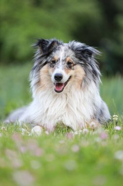 Shetland çoban köpeği çayırda oturuyor, gözleri uzakta. Fotoğraf sıcak bir yaz gününde çekildi..