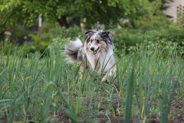 Shetland Sheepdog Sheltie Niebieski Merle Tri Kolor Chodzenie Przez Trawę — Zdjęcie stockowe