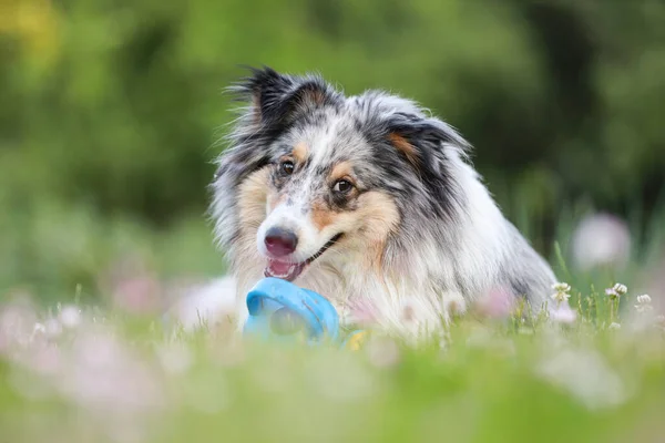 Azul Merle Sheltie Shetland Sheepdog Que Coloca Grama Mastigar Crianças — Fotografia de Stock