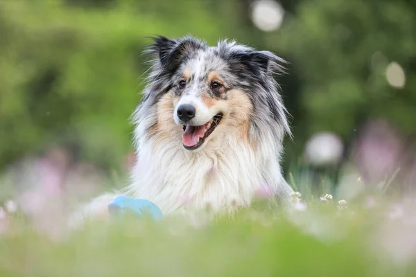 Blue Merle Sheltie Shetland Ovčák Ležící Trávě Žvýkání Malých Dětí — Stock fotografie