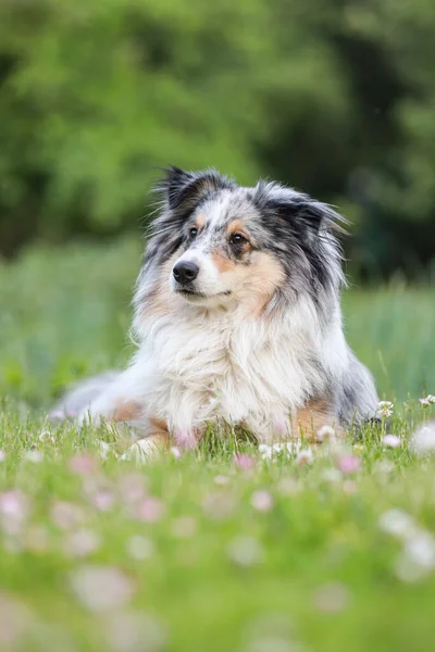 Shetland Får Hund Sitter Gräs Med Ögon Som Vetter Mot — Stockfoto