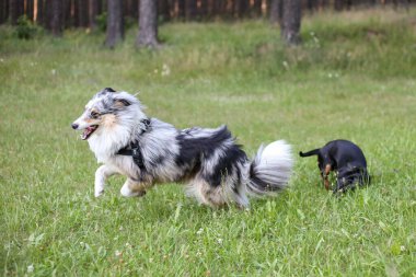 İki genç sevimli köpek yeşil çimenlerde kavga ediyorlar. Fotoğraf sıcak bir yaz gününde çekildi..
