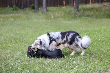 İki genç sevimli köpek yeşil çimenlerde kavga ediyorlar. Fotoğraf sıcak bir yaz gününde çekildi..