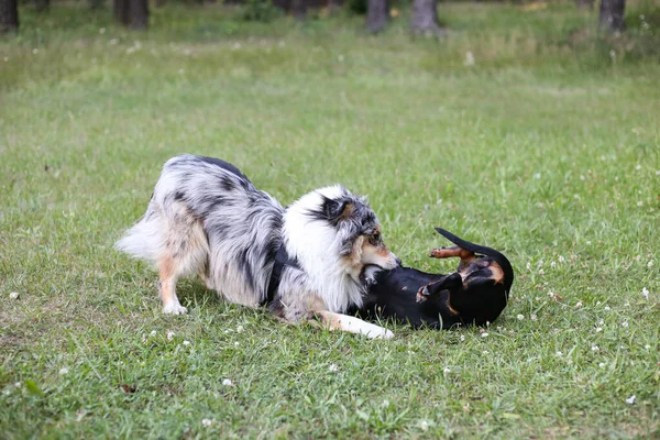 Two Young Cute Dogs Play Fighting Green Grass Photo Taken — Stock Photo, Image