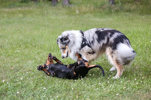 İki genç sevimli köpek yeşil çimenlerde kavga ediyorlar. Fotoğraf sıcak bir yaz gününde çekildi..