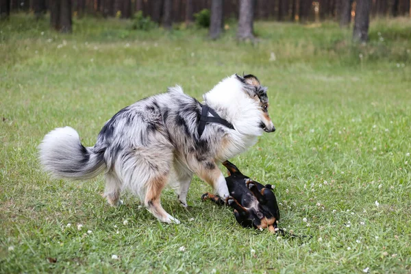 Dois Jovens Cachorros Bonitos Jogar Lutando Uma Grama Verde Foto — Fotografia de Stock