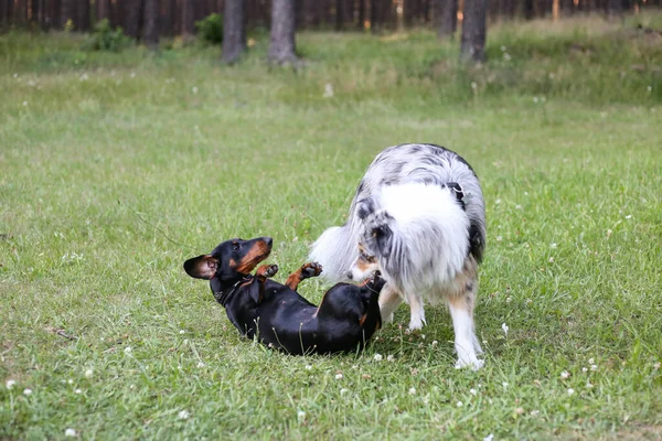 Two young cute dogs play fighting on a green grass. Photo taken on a warm summer day.