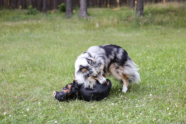 2匹のかわいい犬が緑の草の上で戦っています 暖かい夏の日に撮られた写真 — ストック写真