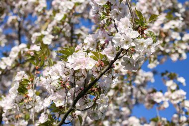 Güzel beyaz Kiraz Çiçeği Sakura çiçekleri şehir parkında çiçek açıyor. Fotoğraf sıcak, güneşli bir bahar gününde çekildi. Çiçek arka planında koyu mavi gökyüzünü görebilirsiniz..