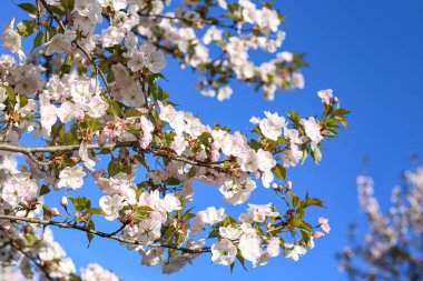 Güzel beyaz Kiraz Çiçeği Sakura çiçekleri şehir parkında çiçek açıyor. Fotoğraf sıcak, güneşli bir bahar gününde çekildi. Çiçek arka planında koyu mavi gökyüzünü görebilirsiniz..
