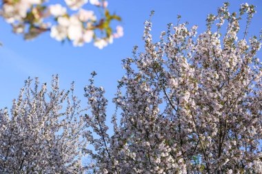 Güzel beyaz Kiraz Çiçeği Sakura çiçekleri şehir parkında çiçek açıyor. Fotoğraf sıcak, güneşli bir bahar gününde çekildi. Çiçek arka planında koyu mavi gökyüzünü görebilirsiniz..