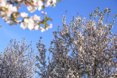 Güzel beyaz Kiraz Çiçeği Sakura çiçekleri şehir parkında çiçek açıyor. Fotoğraf sıcak, güneşli bir bahar gününde çekildi. Çiçek arka planında koyu mavi gökyüzünü görebilirsiniz..