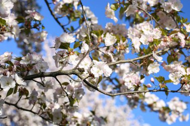 Güzel beyaz Kiraz Çiçeği Sakura çiçekleri şehir parkında çiçek açıyor. Fotoğraf sıcak, güneşli bir bahar gününde çekildi. Çiçek arka planında koyu mavi gökyüzünü görebilirsiniz..