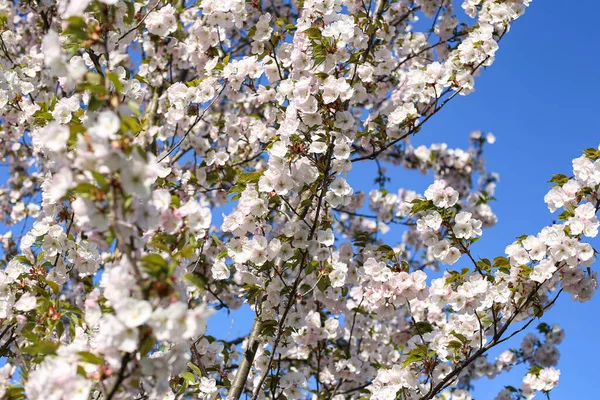 Hermosas Flores Blancas Cerezo Sakura Florecen Parque Ciudad Foto Tomada — Foto de Stock