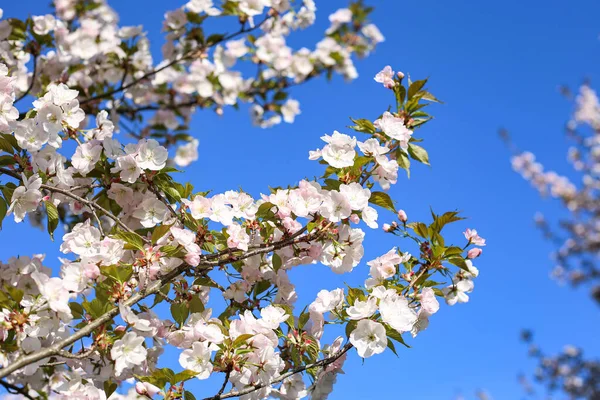 Hermosas Flores Blancas Cerezo Sakura Florecen Parque Ciudad Foto Tomada — Foto de Stock