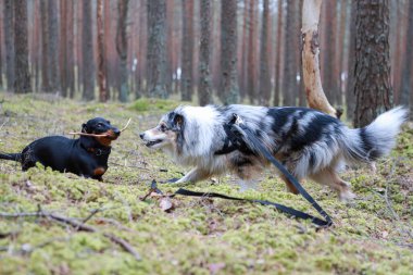 İki köpek ormanda ayakta oynuyor. Fotoğraf bulutlu bir bahar gününde çekildi..