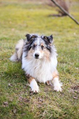 Mavi Merle Shetland Çoban Köpeği ılık bir bahar gününde bahçede çimlerde oturuyor. Fotoğraf ilkbaharda çekildi..