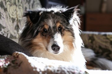 Güzel mavi merle shetland çoban köpeği Sheltie portresi. Kürkünün üzerinde parlak güneş ışığı var. Fotoğraf evin içinde küçük bir kanepede çekildi..