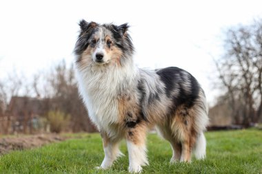 Bahçede duran mavi merle shetland çoban köpeği. Fotoğraf sıcak ve bulutlu bir bahar gününde çekildi..