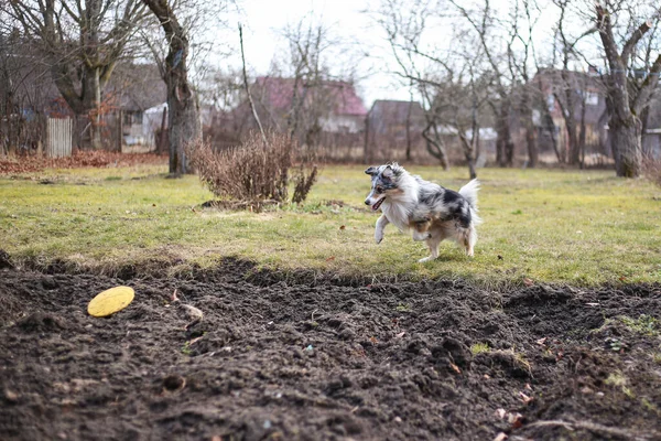 Blue Merle Shetland Sheepdog Sheltie Άλμα Στον Αέρα Μετά Από — Φωτογραφία Αρχείου