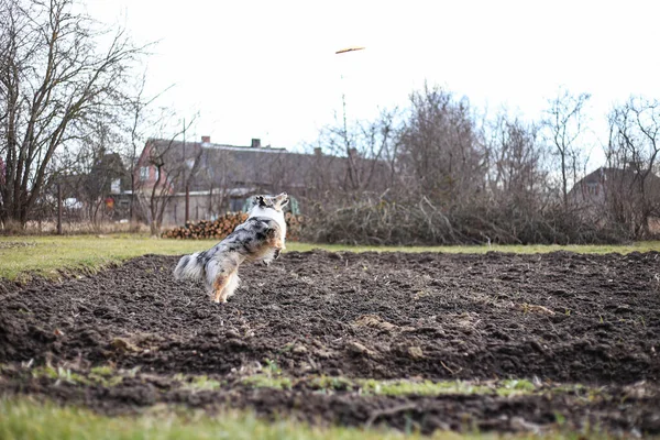 Blue Merle Shetland Sheepdog Sheltie Springt Nach Gelber Fliegender Frisbee — Stockfoto