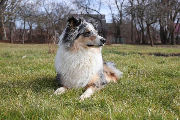 Blue Merle Shetland Sheepdog Assis Dans Herbe Jardin Par Une — Photo