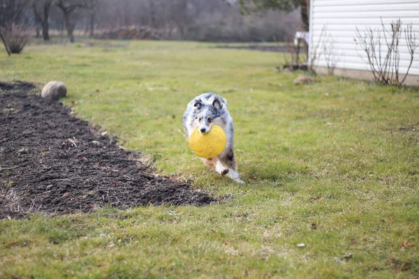 若い青メルルシェトランドシープドッグのシェルティー子犬は黄色の空飛ぶ円盤で走り回る 写真は早春の庭の曇りの天気 — ストック写真