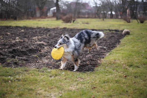 Young Blue Merle Shetland Sheepdog Sheltie Puppy Running Yellow Flying — Stock Photo, Image