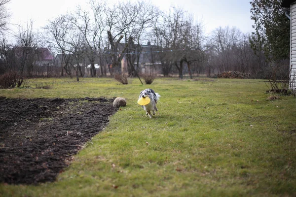 Νέοι Μπλε Merle Shetland Sheepdog Sheltie Κουτάβι Τρέχει Γύρω Κίτρινο — Φωτογραφία Αρχείου