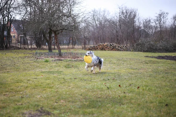 Young Blue Merle Shetland Sheepdog Sheltie Puppy Running Yellow Flying — Stock Photo, Image