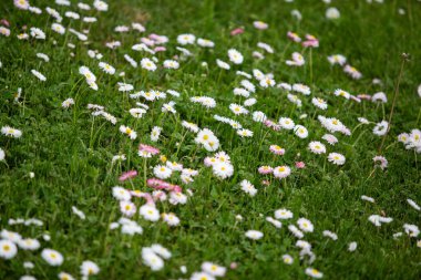 Kırsal alanda çiçek açan küçük beyaz çiçeklerin manzara manzarası. Fotoğraf sıcak ve bulutlu bir bahar gününde çekildi..